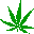 marijuana